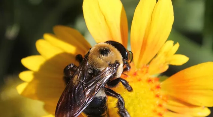 carpenter bee close up on a blanket flower