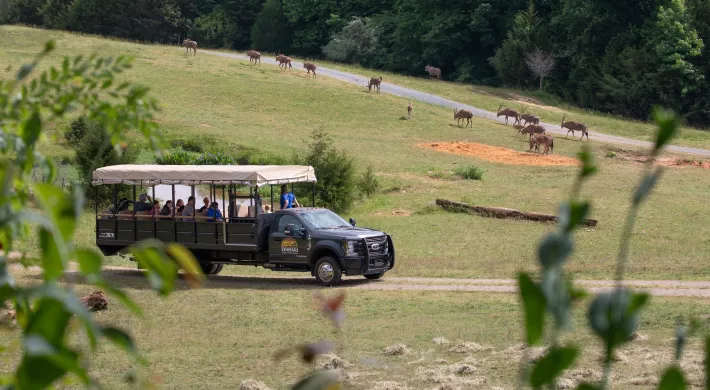 Zoofari truck going through the Watani Grasslands habitat