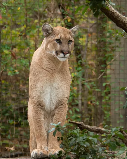 Cougar perched on a branch.