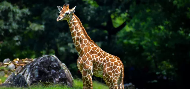 giraffe calf Fenn standing on habitat 
