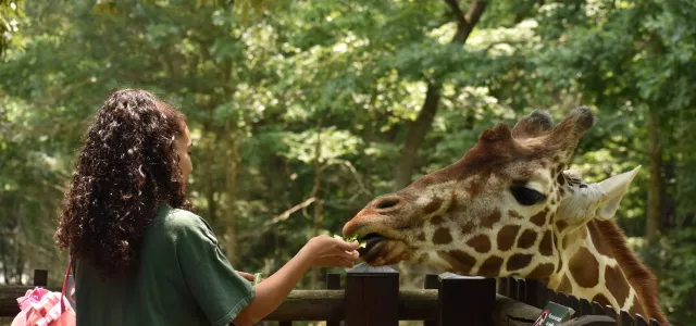 Woman feeding a giraffe at the observation deck