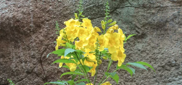 Arizona Yellowbells