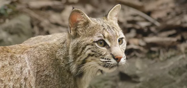 Bobcat intently watching within their habitat.
