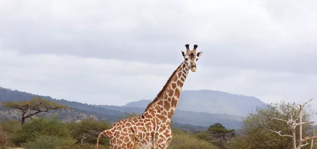 Giraffe in the wild with a cloudy blue sky