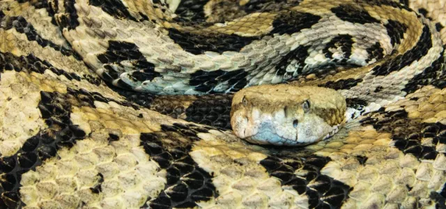A timber rattlesnake coiled up.