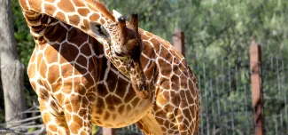 Pregnant giraffe