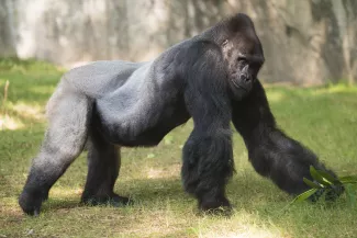 Gorilla Mosuba