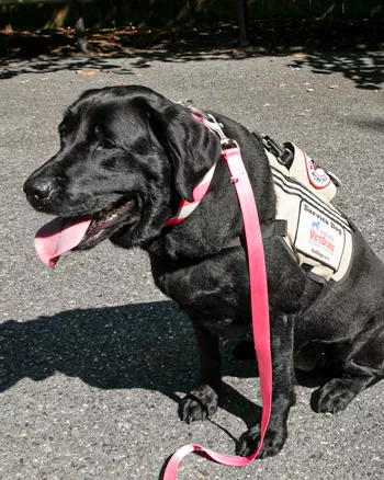 Service Dog on a pathway with leash and vest on.