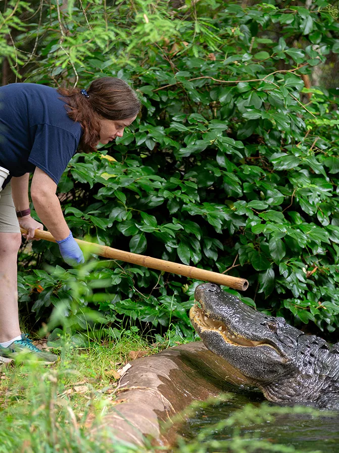 A keeper feeds an American alligator at Cypress Swamp