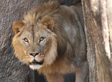 African lion Haji peeking from around rock