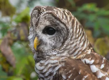 Barred owl in front of foliage.