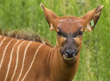 A female bongo chewing grass on the grassland.