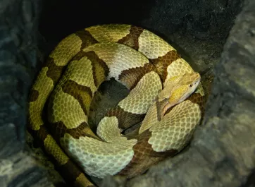 Copperhead coiled inside a hollowed stump.