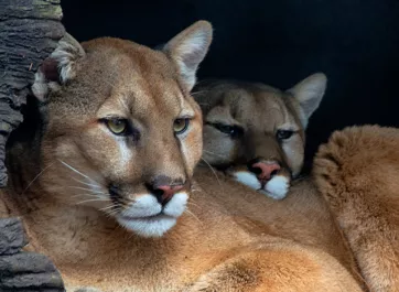 Two cougars cuddled together inside their hollowed log shelter.