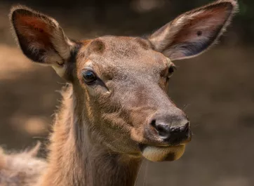 A female elk.