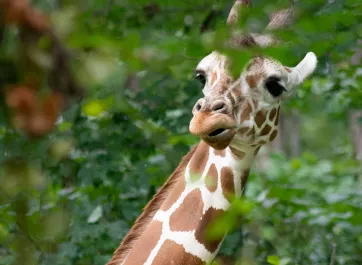 A giraffe watching through surrounding trees.