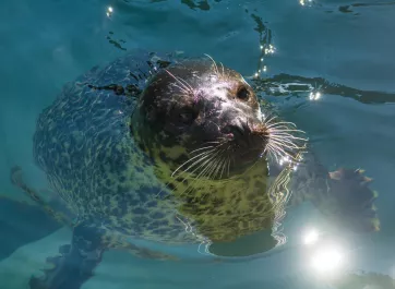 A harbor seal swimming in its pool.