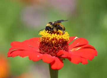 A honey bee collecting pollen from a zinnia.