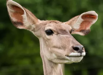 A female greater kudu.