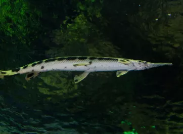 A longnose gar swimming in its tank.