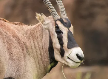 A portrait of a fringe-eared oryx.