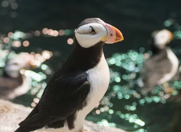 A horned puffin perched above swimming puffins.