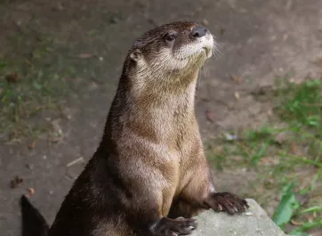 An otter perched on a rock to peer over it.
