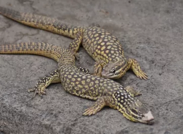 Two spiny-tailed monitors lounging on a rock.