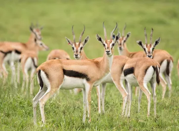 Thomson's gazelle herd on Watani grasslands.