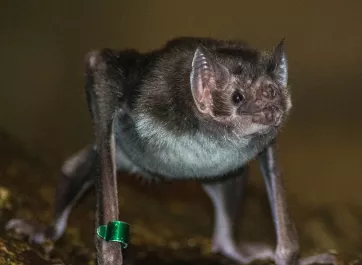 A vampire bat standing on all fours.