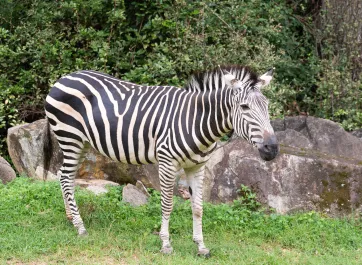 A single zebra standing by a rock.