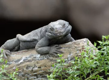 A chuckwalla who appears to be grinning as it sits on dried cholla.