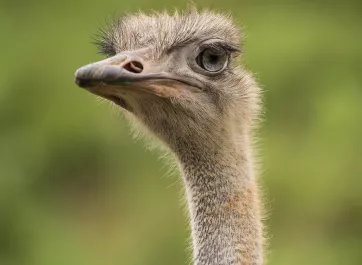 An ostrich out in the Forest Edge habitat.