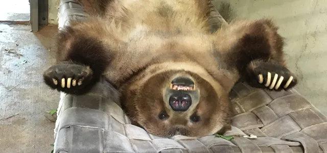 Tommo grizzly bear laying on his back