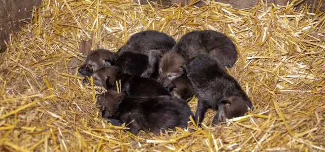 2021 red wolf puppies