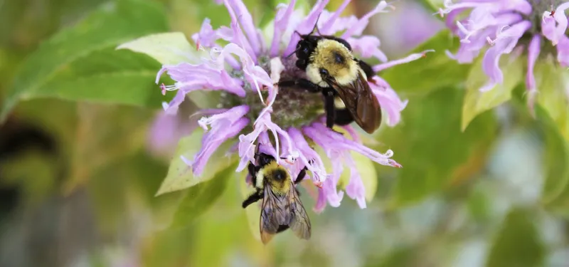 bumble bees on bee balm