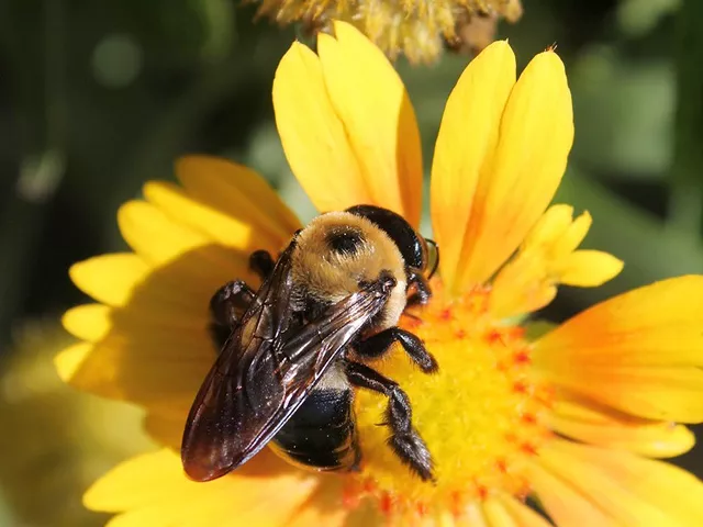 carpenter bee close up on a blanket flower