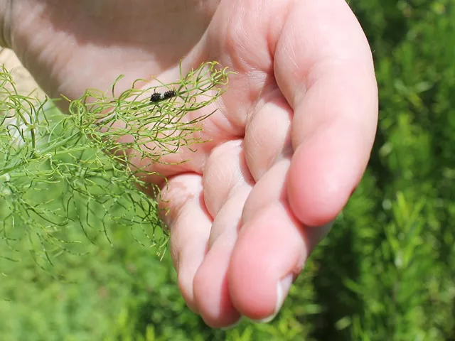 dill with a black caterpillar