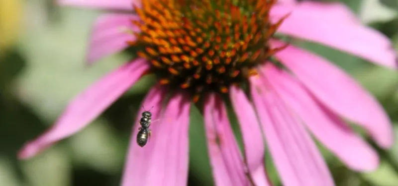 sweat bee flying toward coneflower