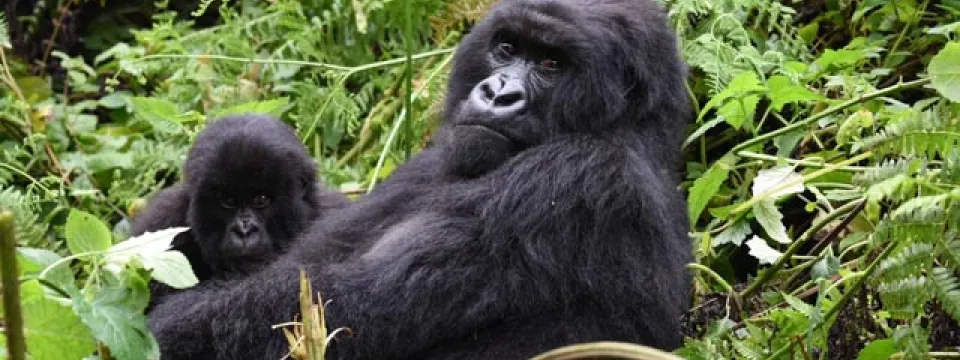 Gorilla conservation