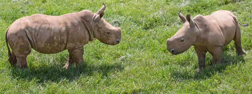 Baby Rhinoceros together at around 6 weeks old on Watani Grassland