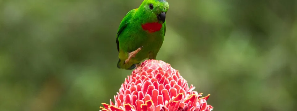 A vibrant green Blue-crowned Hanging Parrot perches atop a pink torch ginger flower, its small, colorful form contrasting beautifully against the blurred green foliage of the background.