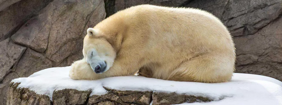 Polar Bear on Snowy Rock