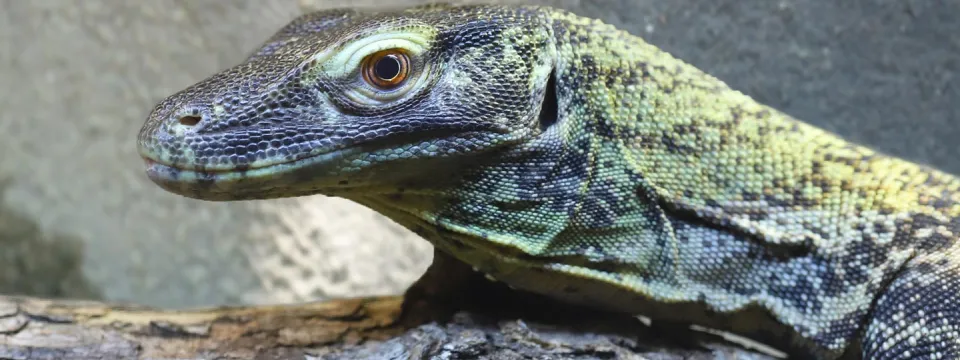 A Komodo dragon, a large monitor lizard with rough, mottled gray, black, and yellowish skin, rests its scaly body on a textured surface that appears to be a log or rock. The background is a blurred mix of gray and brown, suggesting a large rock.