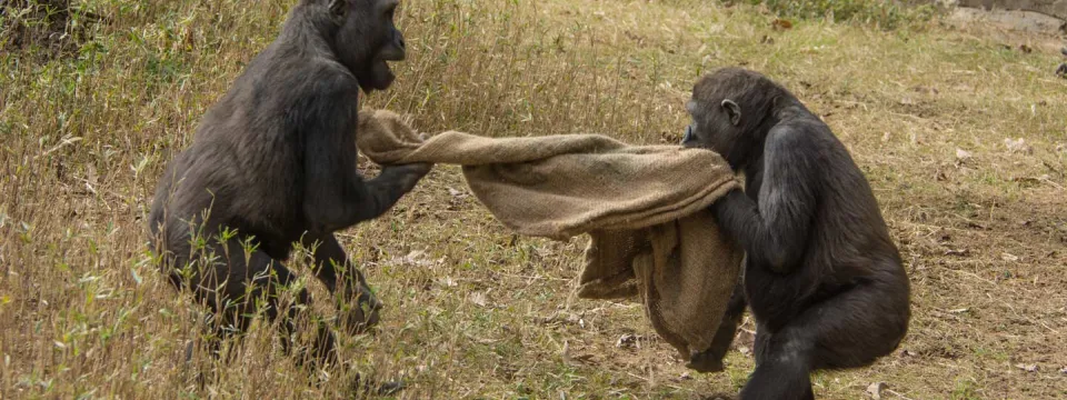 Gorillas playing with a burlap sack
