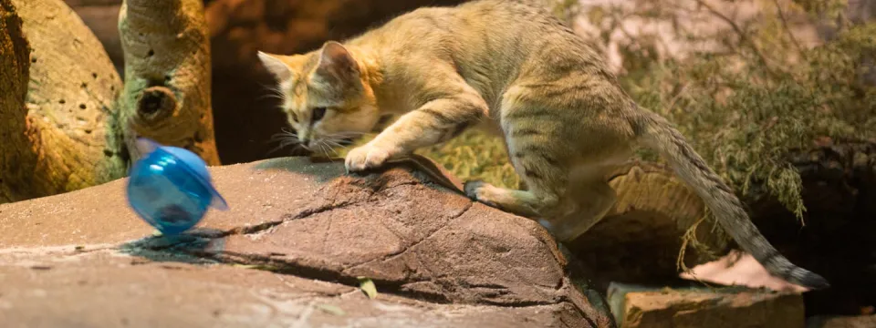 Sand cat with blue ball