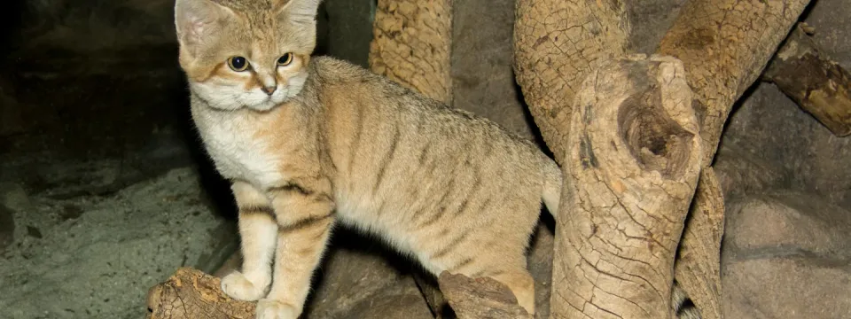 Sand cat standing in a tree