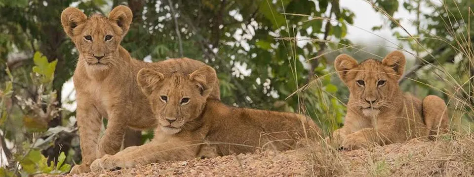 Three small Lion cubs with light brown fur lay together on a sandy ground surrounded by leaves and tall grass.
