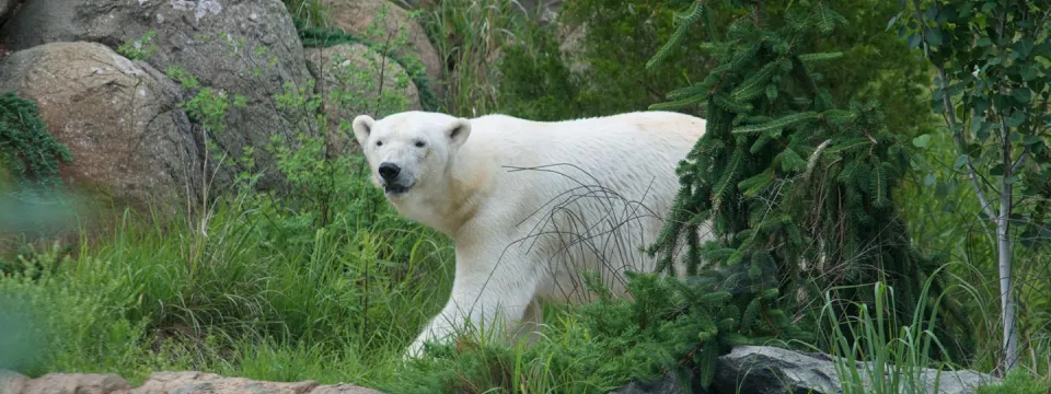 Polar bear in Zoo tundra habitat
