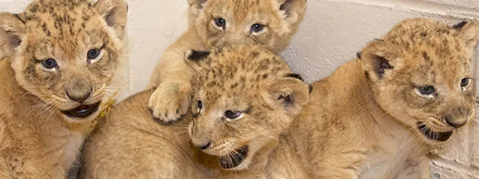 Four fuzzy brown Lion cubs lay together in a pile. They are in a pallet of hay in the corner of a white, cinder block room.